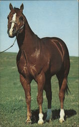 Two Eyed Jack, AQHA Champion Ericson, NE Horses Postcard Postcard Postcard