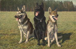 Alsatians Dogs Postcard Postcard Postcard