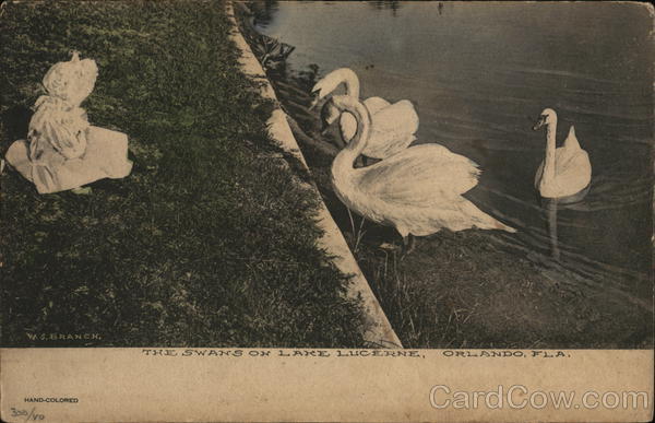 The Swans on Lake Lucerne Orlando Florida