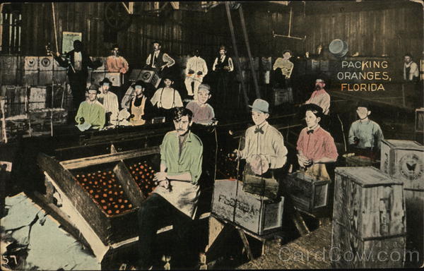 Packing Oranges Florida