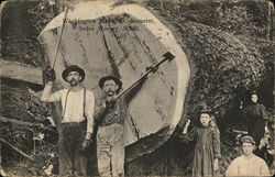 Washington Fir, 11 Ft. Diameter Postcard
