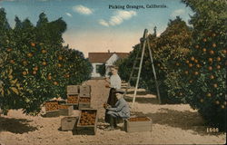 Picking Oranges Picking Oranges