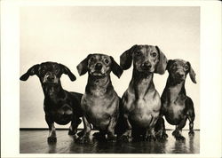 Dachshunds, c.1947 by Ylla
