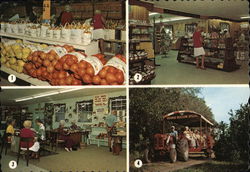 Knollwood Groves Lake Worth, FL Postcard Postcard Postcard