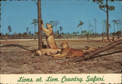 Lion Country Safari West Palm Beach, FL Postcard Postcard Postcard