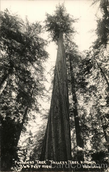 Ponderosa Tree, Tallest Tree Known California