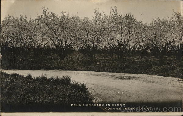 Prune Orchard in Bloom California