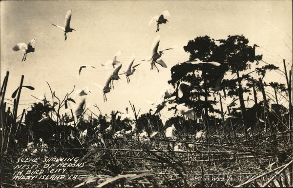 Scene Showing Nests of Herons in Bird City Avery Island Louisiana