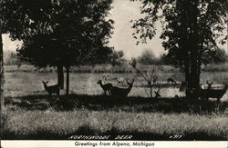 North Woods Deer Alpena, MI Postcard Postcard Postcard