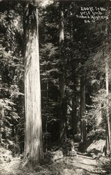 200 Ft. to the First Limb Redwood Highway, CA Postcard Postcard Postcard