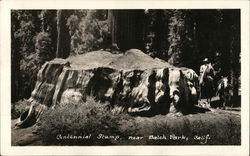 Centennial Stump, Balch Park Springville, CA Postcard Postcard Postcard