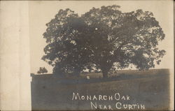 Monarch Oak Curtin, WV Postcard Postcard Postcard