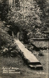 Natural Bridge, Muir Woods Postcard