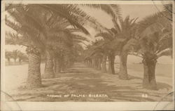 Avenue of Palms Postcard