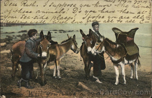 Donkeys on the Beach