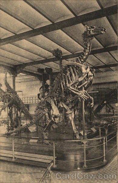 Skieleton of the dinousour. Bruxelles Belgium