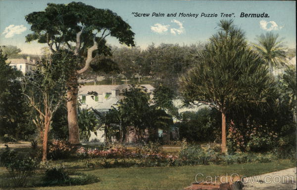 Screw Palm and Monkey Puzzle Tree Bermuda