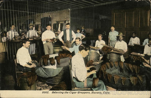 Selecting Cigar Wrappers Havana Cuba
