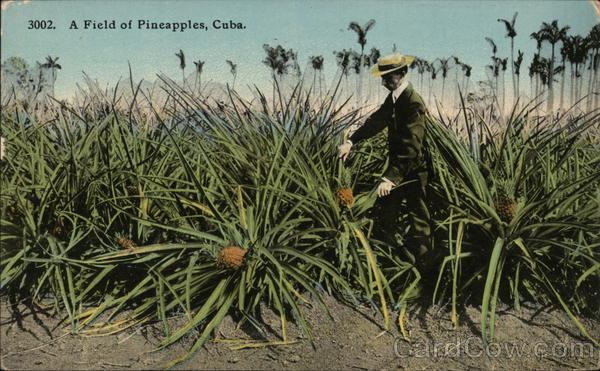 Field of Pineapples Cuba