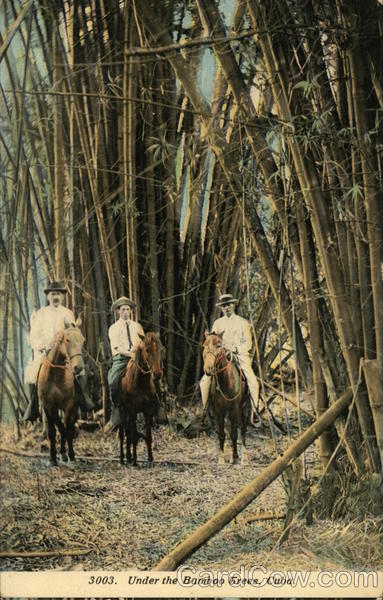 Under the Bamboo Trees Cuba