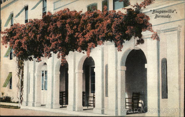 Bouganvillia Bermuda