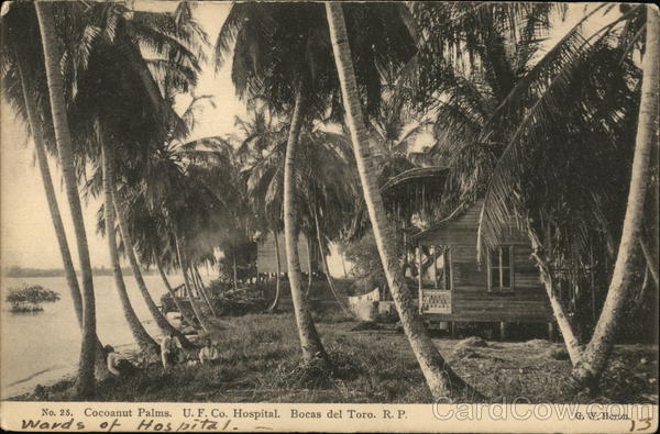 Cocoanut palms U.F. Co. Hospital Bocas del Toro Panama