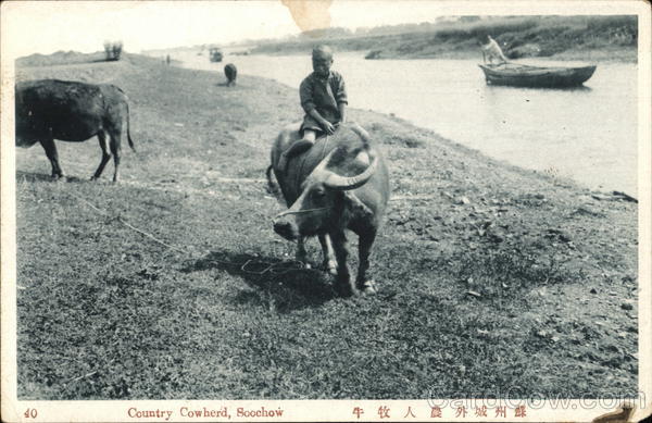 Country Cowherd Japan