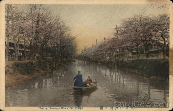 Cherry Blossoms Edo River Tokyo Japan