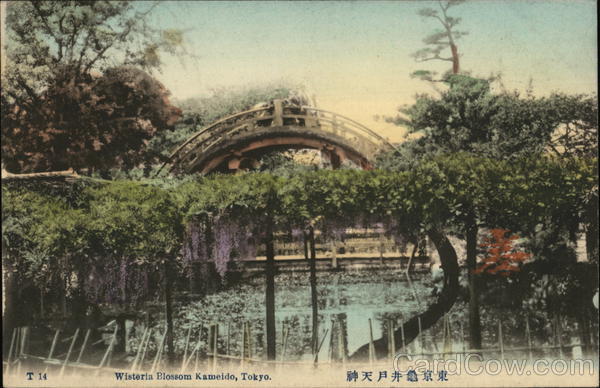 Wisteria Blossom Kameido Tokyo Japan