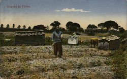 Graves in China Postcard