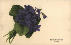 Bermuda Flowers - Violets Bermuda Flowers - Violets