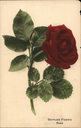 Bermuda Flowers - Rose Postcard Postcard