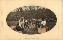 Packing Onions Bermuda Postcard Postcard