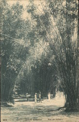 Jardim Botanico Jardim Botanico
