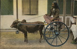 Singhalese race bull and cart, Colombo Singhalese race bull and cart, Colombo