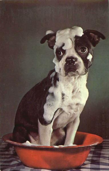 Scenic Greetings To You From Indiana Dogs