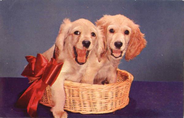 Red Ribbon Cocker Champs Dogs