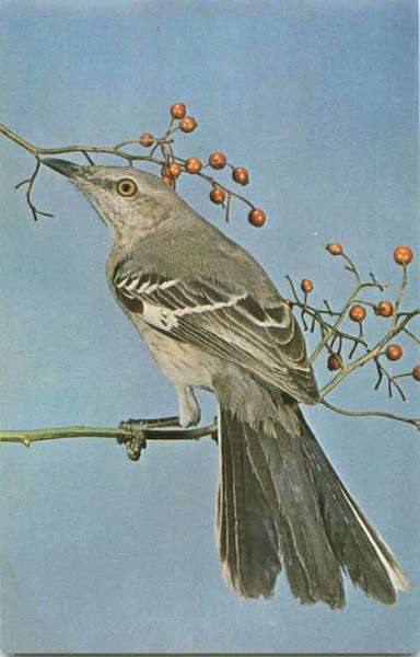 Mockingbird - Mimus Polyglottos Birds
