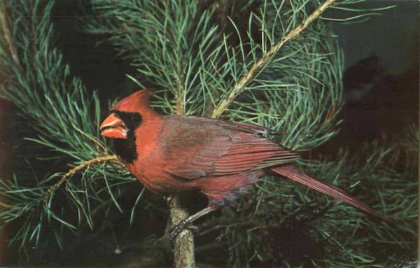 Cardinal - Richmondena Cardmalis Birds