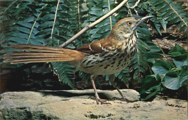 Brown Thrasher - Toxostoma rufum Birds