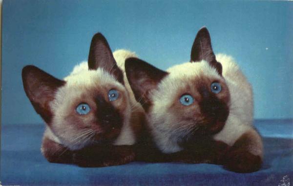 We Are Siamese Sisters - Kittens Cats