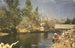 Gold Prospector Postcard