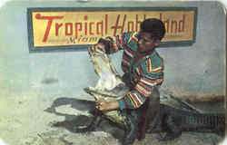Alligator Wrestling Postcard