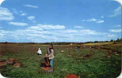 Cranberry Bog At Picking Time Postcard