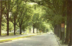 Grand Boulevard Greenwood, MS Postcard Postcard