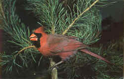 Cardinal - Richmondena Cardmalis Birds Postcard Postcard