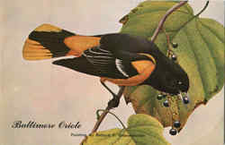Baltimore Oriole - Icterus Galbula. Postcard