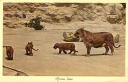 African Lions Postcard