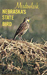 Meadowlark Postcard