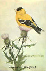 American Goldfinch - Spinus tristis Postcard